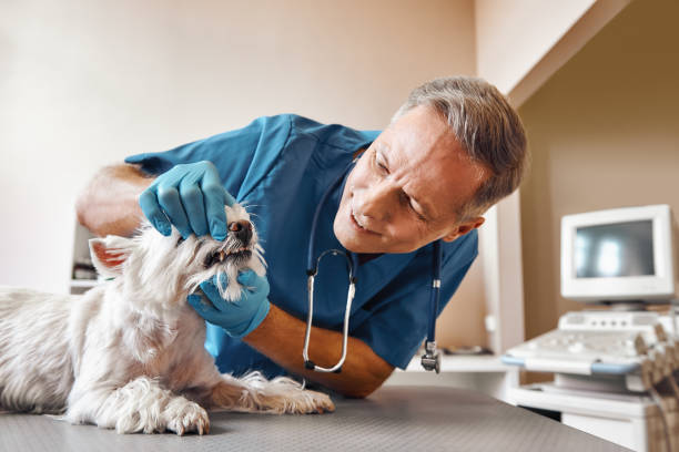 Best Emergency Treatment for Dental Infections or Abscesses in Great Falls, VA